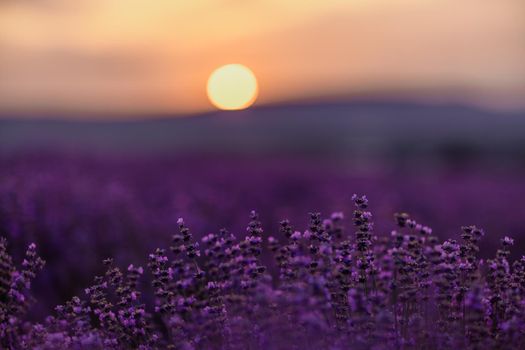 Blooming lavender in a field at sunset in Provence. Fantastic summer mood, floral sunset landscape of meadow lavender flowers. Peaceful bright and relaxing nature scenery