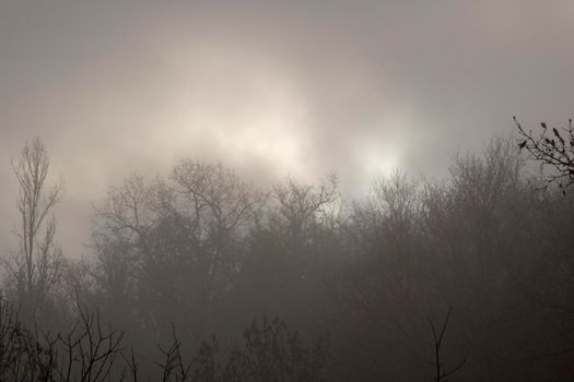Foggy dark landscape showing some trees and branches