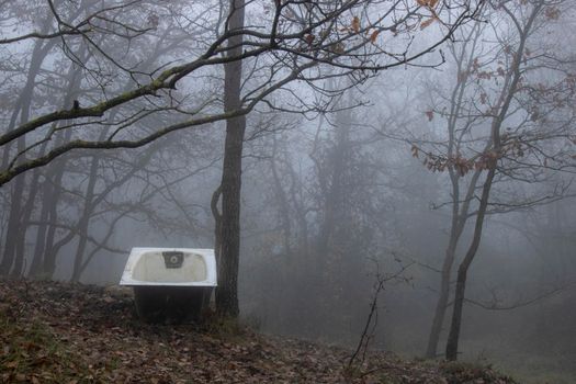 Bathtub in the middle of a dark forest