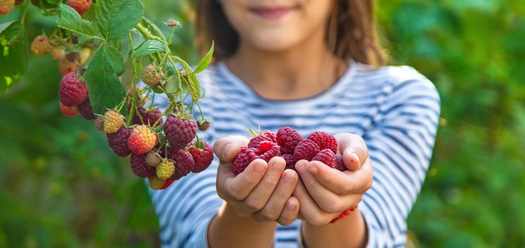 A child harvests raspberries in the garden. Selective focus. Kid.