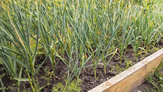 Bed with garlic, young shoots with leaves, wooden fence of the bed, vegetable background.