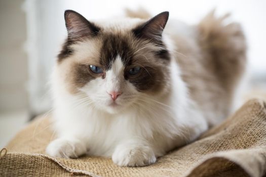 Young healthy beautiful purebred Ragdoll cat, at home