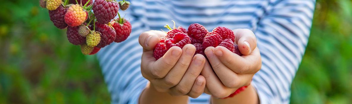 A child harvests raspberries in the garden. Selective focus. Kid.