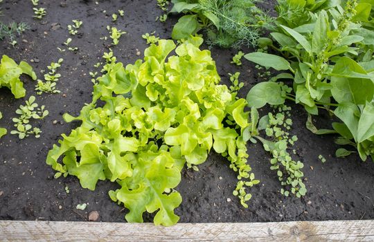The greens of a young lettuce growing in rows on a bed with moist soil. The concept of organic gardening.