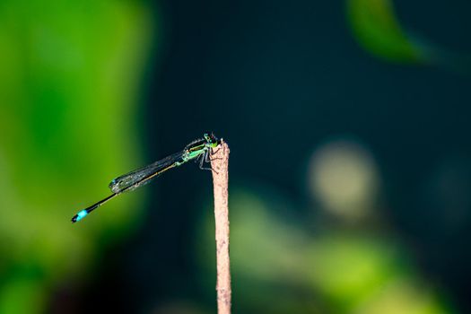 Dragonfly hold on dry branches and copy space. Dragonfly in the nature habitat wildlife. Beautiful nature scene with dragonfly outdoor.