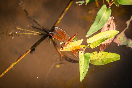 Dragonfly hold on dry branches and copy space .Dragonfly in the nature. Dragonfly in the nature habitat. Beautiful nature scene with dragonfly outdoor