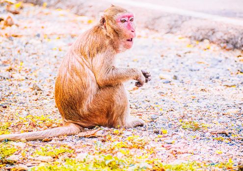 Monkey family and mother and baby animal wildlife in nature.