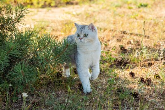 Beautiful white british cat, walking in the park, under a pine tree, in autumn