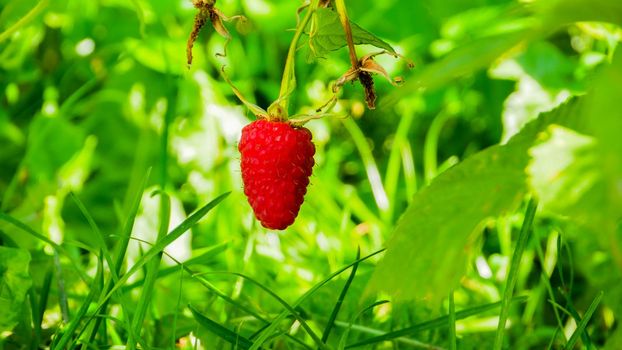 One ripe raspberry berry in the forest thickets.