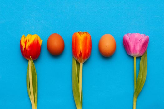 Abstract Easter still life with tulip and eggs. Flat lay of tulips and chicken eggs. Happy Easter eggs and tulips flowers flat lay on a blue background