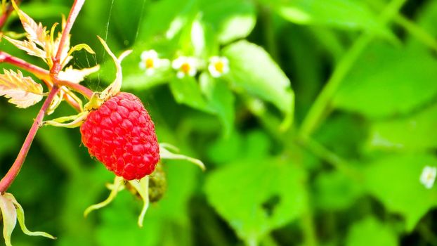 One raspberry on a branch.