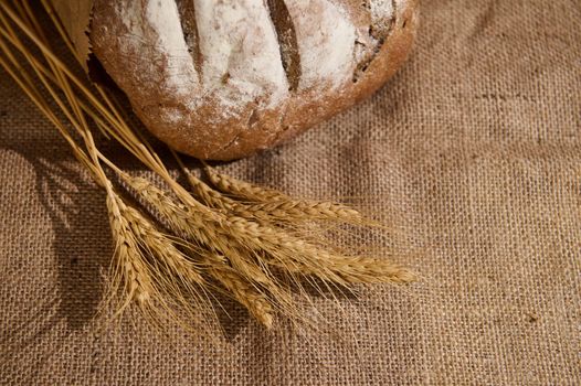 Selective focus. Overhead view of the ears of wheat next to a craft authentic homemade fresh baked whole grain rye sourdough bread on burlap surface. Copy advertising text. Artisanal bakery