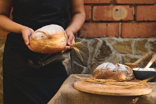 Selective focus on homemade healthy whole grain sourdough rye bread and ears of wheat, in the hands of a female baker wearing black chefs apron, standing by a table with wooden board and baked items