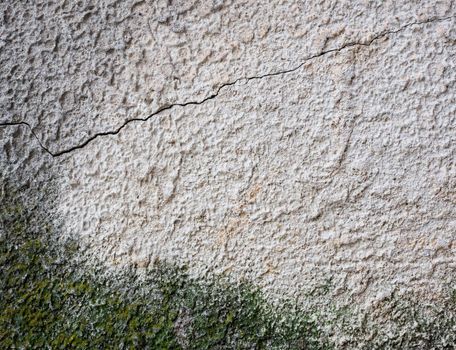 Mold on an old gray concrete wall.