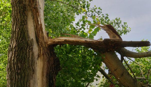 Broken tree trunk after suffering strong wind.