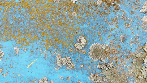 A pattern of gray and yellow mold on a blue wall.