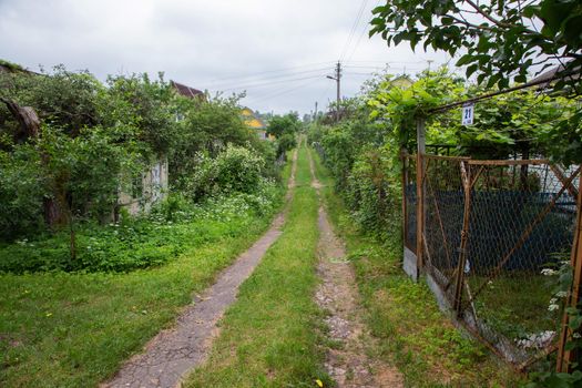 A picturesque country street with lots of plants. country street.