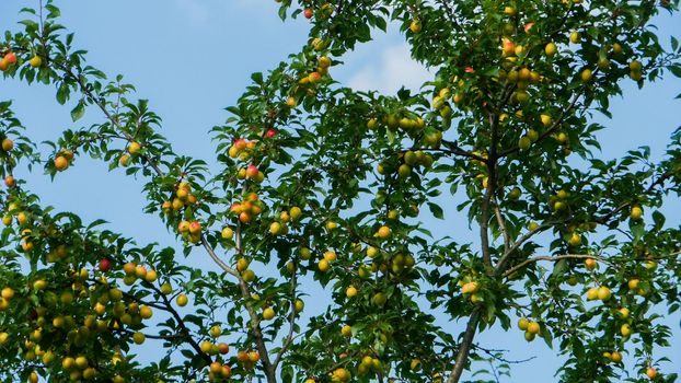 Yellow cherry plum berries on the tree.