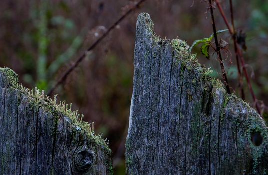 Two fence boards against the background of autumn grass. A fragment of a wooden fence against the background of autumn grass. The fence covered with moss.