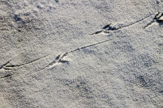 Bird tracks on a snowy surface..Bird tracks in the snow.