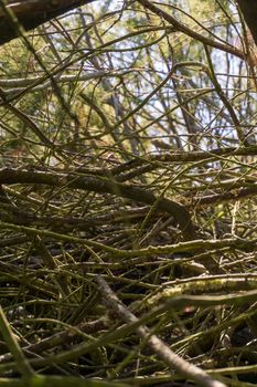 Dense thickets of branches close up. Natural background