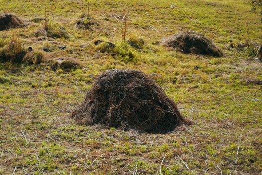 Hay on the ground. Dry grass for horses in the mountains.