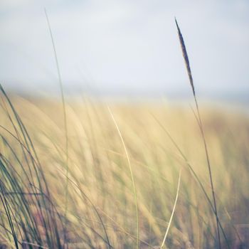 Nature background, environmental and agriculture concept - Rural field, a day in countryside