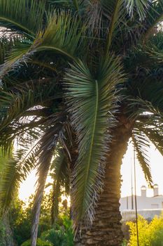 Huge old palm tree in the city in the rays of the setting sun close up