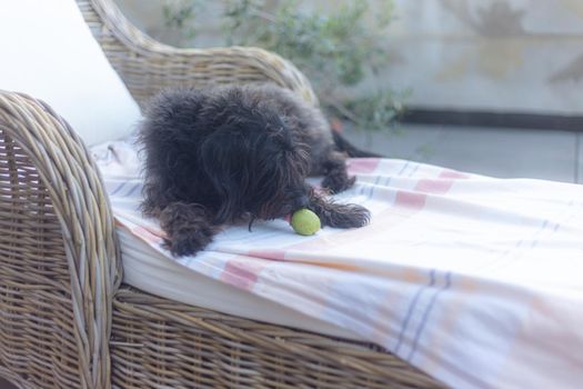 portrait of a dog resting outdoors at home