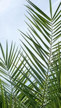 Exotic vacation, botanical background and summer travel concept - Palm leaves in summertime