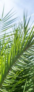 Exotic vacation, botanical background and summer travel concept - Palm leaves in summertime