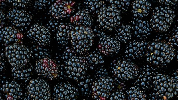 Background from fresh Blackberries, close up.