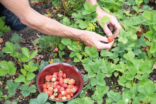 a man picks strawberries in his palm, a large harvest of berries, summer fruit picking, male hands hold a handful of ripe strawberries. High quality photo
