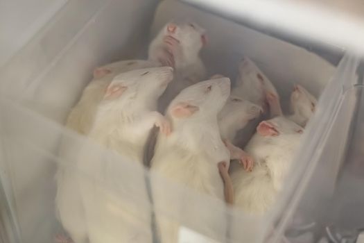 Frozen white mice in a freezer at a pet store for predators
