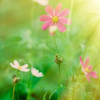 Daisy flowers in sunlight - springtime, beauty in nature and gardening concept. Garden dream in sunny day