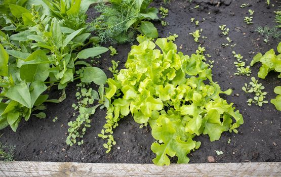 The greens of a young lettuce growing in rows on a bed with moist soil. The concept of organic gardening.