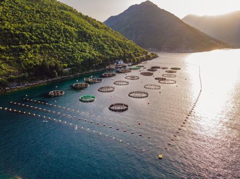 Oyster farm in the Mediterranean. Montenegro, Kotor.