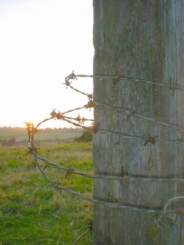 Close Up of Barbed Wire Wrapped Around Pole in Green Rural Country Farm Field at Sunrise or Sunset