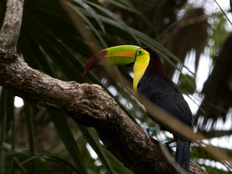 Toucan with its distinctive brightly coloured bill