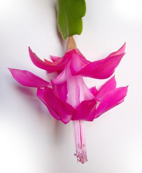 a pink coloured christmas cactus flower on white background