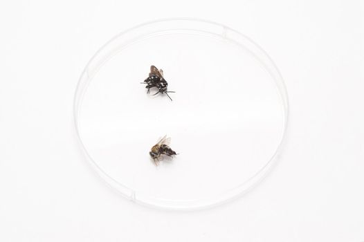 Examination Analysis Concept - Close up Dead Flies on a Laboratory Petri Dish Isolated on White Background.