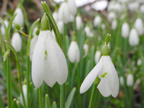 Delicate white snowdrops with their drooping tubular flowers growing outdoors in the garden, close up view