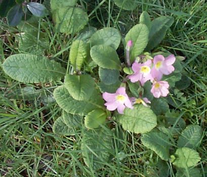 High angle view of a cluster of delicate pink spring primrose flowering in a spring garden or woodland