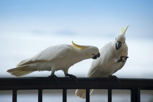 a pair of sulphur crested cockatoos, one looking enviously at the cracker then other one is eating 