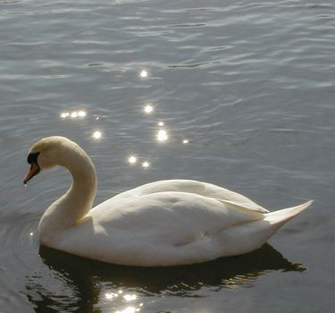 a swan floating on water with sparkling reflections