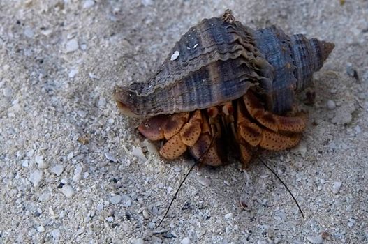 A hermit crab out of the water