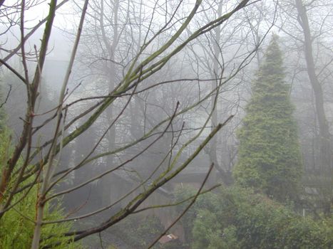 Foggy winter garden with bare leafless branches of deciduous trees and evergreen cypresses in the ethereal mist