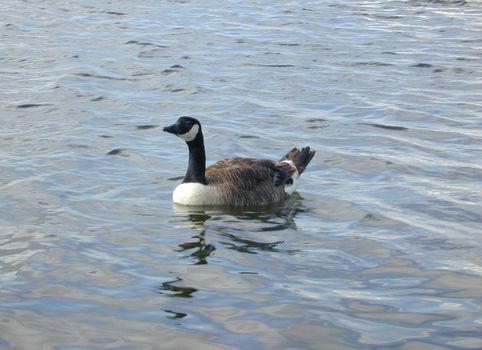 a canada goose on the water