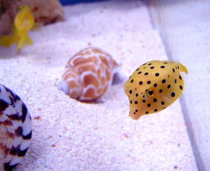 a yellow box fish - ostracion cubicus