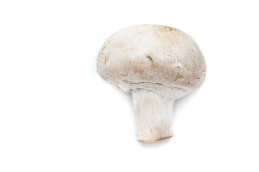 Close up Fresh White Mushroom or Toadstool Isolated on White Background, Emphasizing Copy Space.